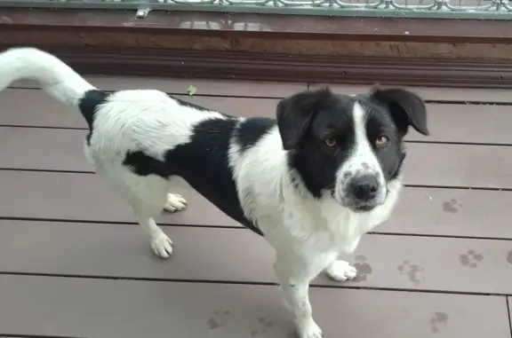 Найдена собака, Иван-Озеро, фото: Собака найдена у с. Беклемишево, Иван-Озеро