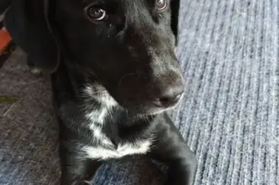 Найдена собака, , фото: Щенок найден в Кратово, МО