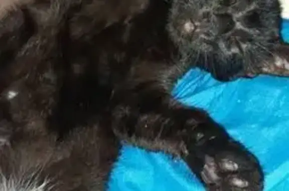 Пропала кошка, ул. Новосёлов 5, Сыктывкар