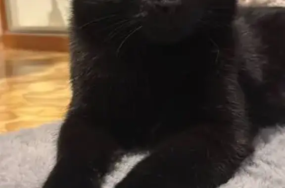 Кот найден: Хабаровск, Хабаровский край