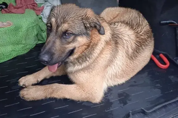 Найдена собака, Ленинградская область, фото: Щенок найден в Сертолово, Ленобласть