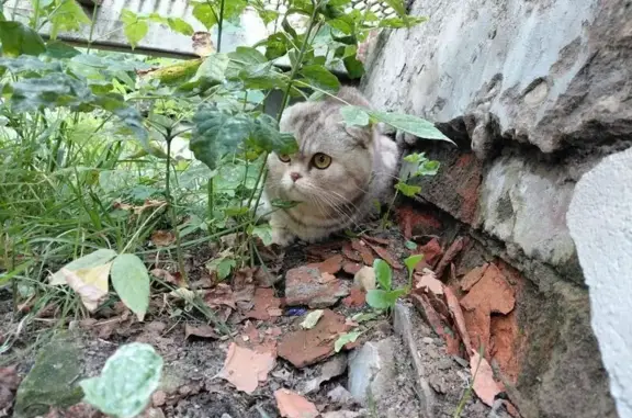 Найдена кошка, Иваново, фото: Кошка найдена: 3-я Петрозаводская, 16, Иваново