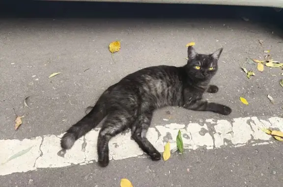 Кошка найдена: Стрельбищенский пер., 12