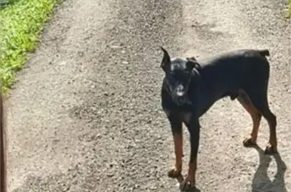 Найдена собака, Фрязино, фото: Найдена собака, Вокзальная 17, Фрязино