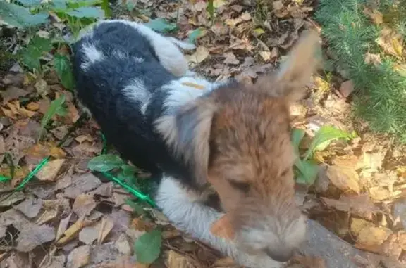 Найдена собака, Бийск, фото: Собака найдена: 10-я Нижне-Цесовская, 9