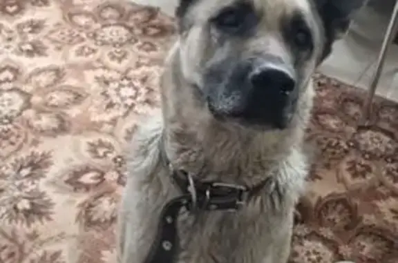 Собаки потеряшки, Ставропольский край, фото: Потеряшка собака, Ессентуки, Ставрополье