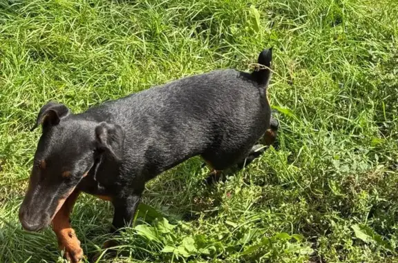 Найдена собака, ул. Суворова 76/1, Воронеж