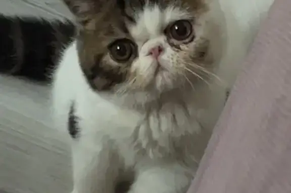 Кошки потеряшки, Тула, фото: Потеряшка кошка, Октябрьская 95Б, Тула