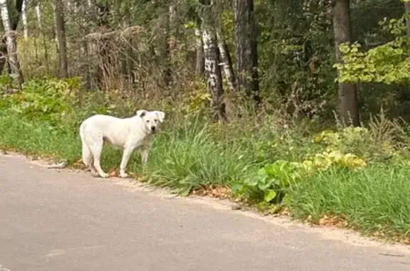Найдена собака, Московская область, фото: Собака найдена у д. Ложки, МО