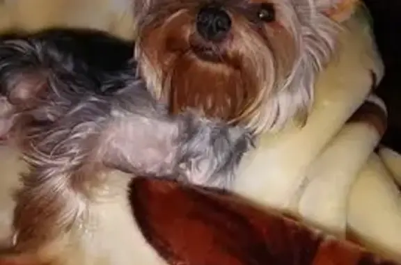 Найдена собака, , фото: Собака найдена: Пирочи Городец МО