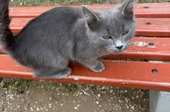 Найдена кошка, Саратов, фото: Кошка найдена: ул. Мясникова, 7, Саратов