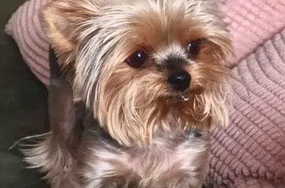 Собаки потеряшки, Комсомольск-на-Амуре, фото: Потеряшка собака, Волочаевская 46, Комсомольск