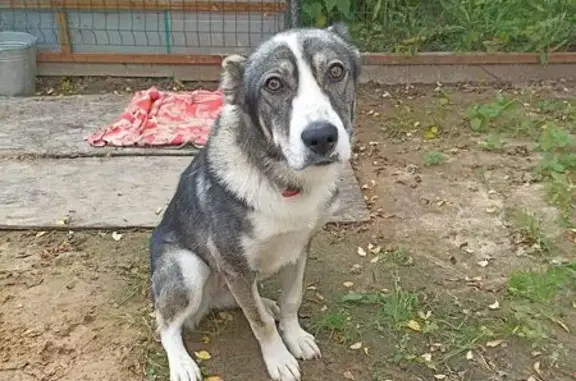 Найдена собака, Белоусово, фото: Собака найдена: Полевой пер., 11, Белоусово