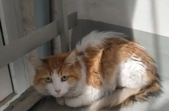 Кошка найдена: пр. Стачки, 237, Ростов-на-Дону