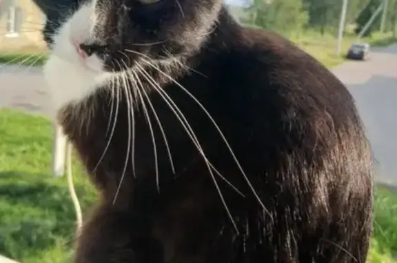 Пропала кошка, Радофинниково, Ленобласть