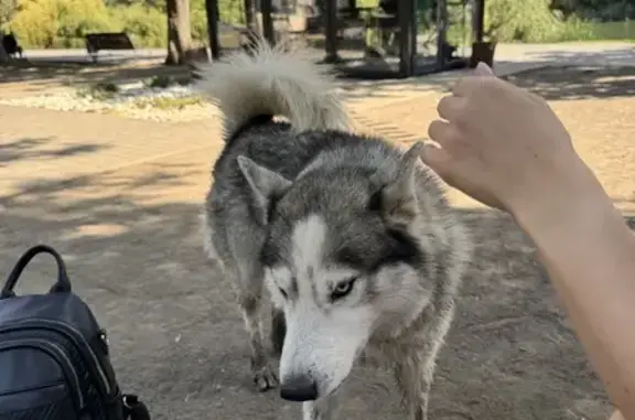 Найдена собака, Дачная ул., Ростов-на-Дону