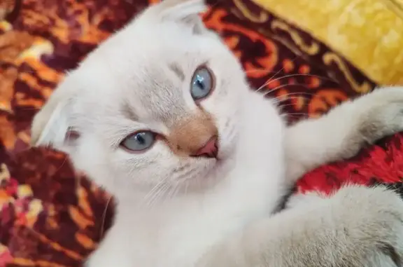 Пропала кошка, Мичуринск, Тамбовская обл.