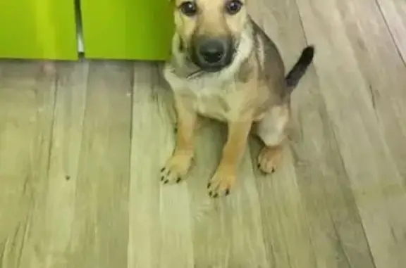 Собаки потеряшки, Амурск, фото: Потеряшка собака, пр. Мира 38, Амурск