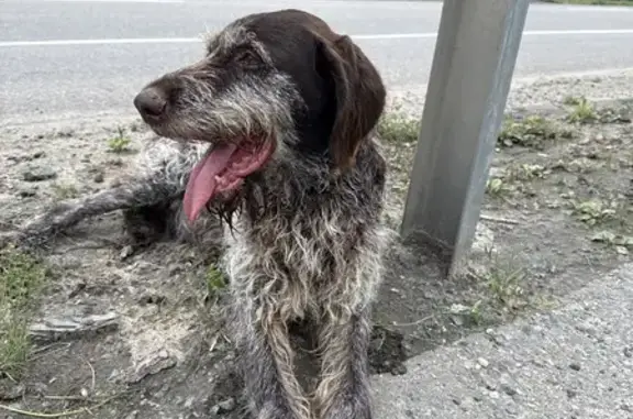 Найдена собака, Новотроицк, фото: Собака найдена: Новотроицк, Марий Эл