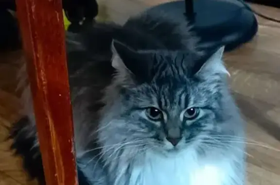 Потерянные животные Москва, фото: Пропала кошка, Черноморский бул., 18, Москва