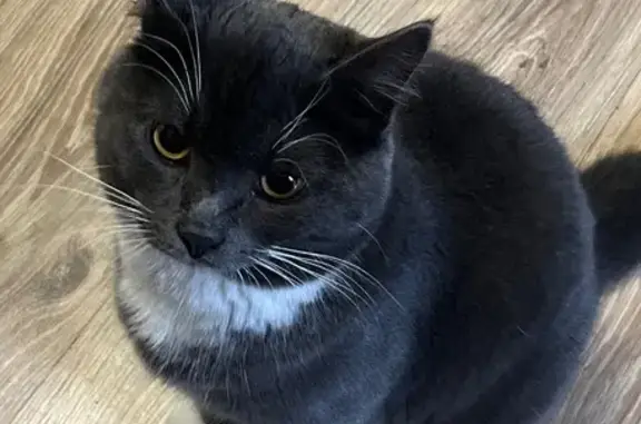 Кошки потеряшки, Павловский Посад, фото: Потеряшка кошка, ул. Тихонова, 84 к2