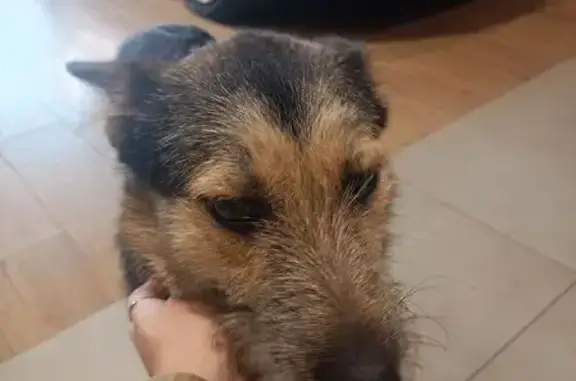 Найдена собака, Яхрома, фото: Собака найдена: Шлюзовой переулок, Яхрома