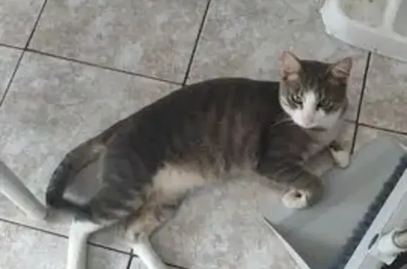 Кошки потеряшки, Покровск, фото: Потеряшка кошка на Орджоникидзе, 58, Покровск