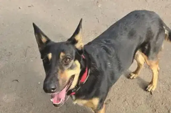 Найдена собака: девочка, Бутово 25