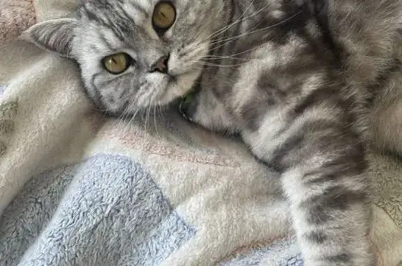 Кошки потеряшки, , фото: Потеряшка кошка, Демидовская ул. 12, Нижняя