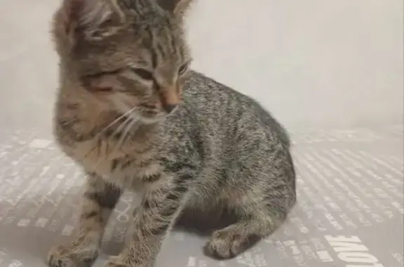 Котенок найден: Нижегородская область