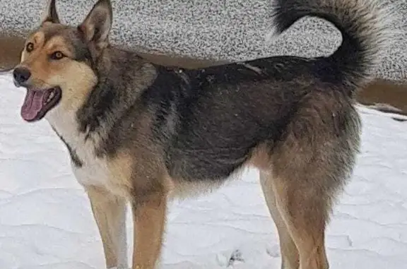 Пропала собака Джек, Нягань, 37 км