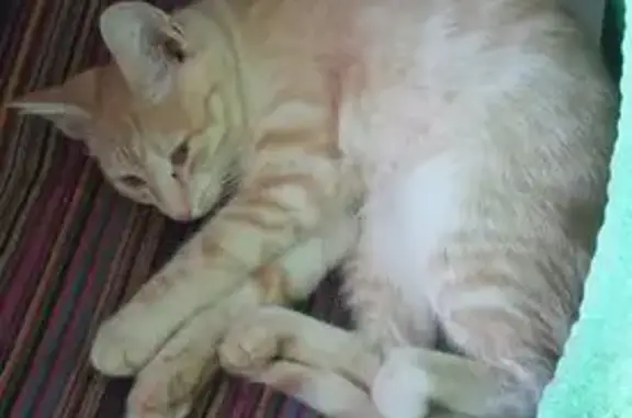 Кошки потеряшки, Пермь, фото: Потеряшка рыжая кошка, ш. Космонавтов, Пермь