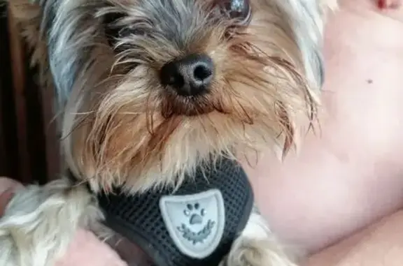 Найдена собака, Москва, фото: Собака найдена: ул. Нар. Ополчения, 28 к2