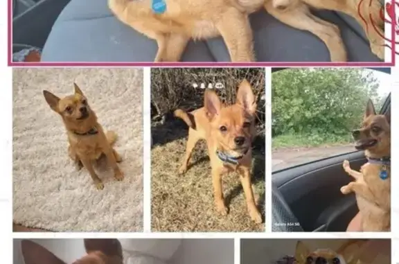 Пропала собака, Речная ул., Колчаново