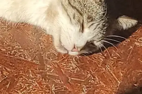 Найдена кошка: 41К-105, Ленобласть - photo