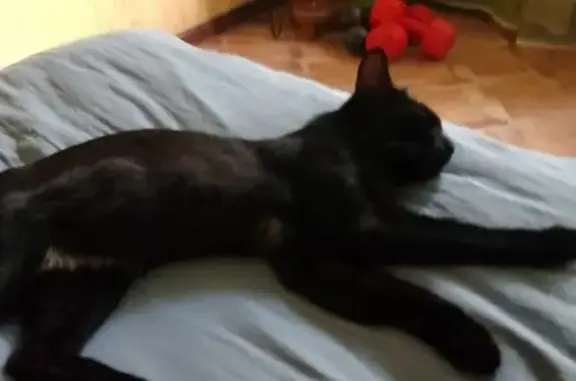 Найдена кошка, Томск, фото: Кошка найдена, ул. Говорова 24, Томск