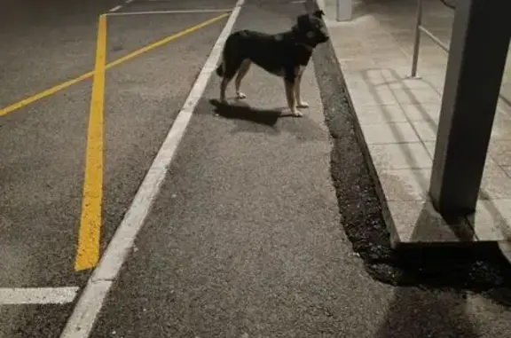 Собака найдена: Ягодная ул., 3, Зональная Станция