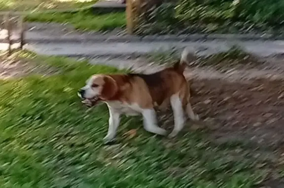 Собака найдена: ул. Островского, 62, Барнаул