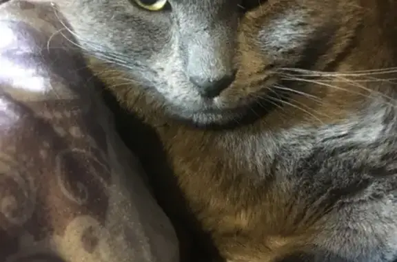 Кошка найдена, ул. Коммунистической, Воронеж