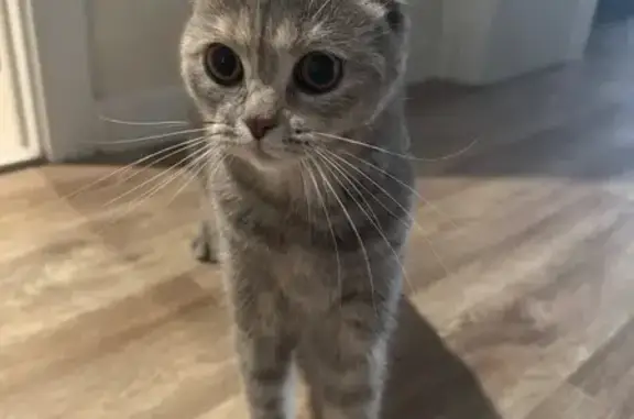 Найдена кошка, Балаково, фото: Найдена кошка, наб. Леонова, Балаково