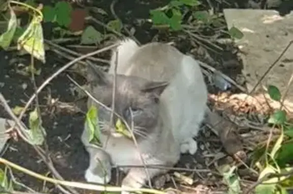 Найдена кошка, Юматовский сельсовет, фото: Кошка найдена в СНТ Радуга, Юматово