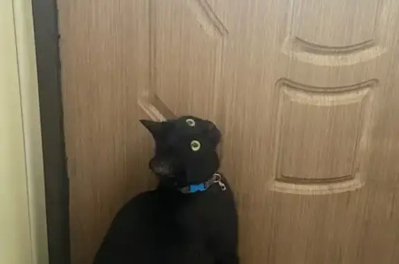 Кошки потеряшки, Тамбов, фото: Потеряшка черная кошка, Верстовского 39