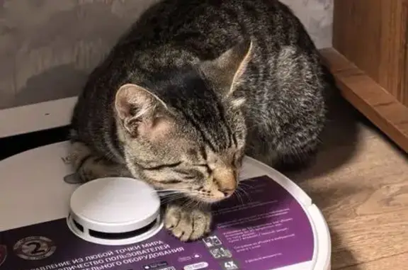 Объявления о пропавших и найденных животных, Кострома, фото: Кошка найдена: Крестьянская 3, Кострома