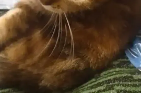 Кошка найдена: Беговая ул., 14, Хвощеватка