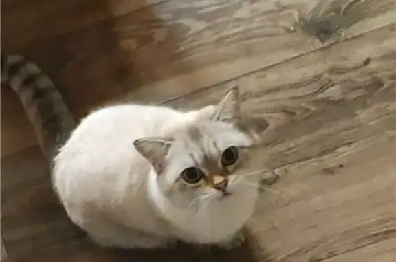 Кошки потеряшки, Калужская область, фото: Потеряшка кошка, Трубино, Калужская обл.