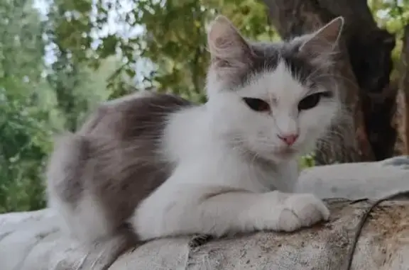 Найдена кошка, Саратов, фото: Кошка найдена: Огородная 157, Саратов