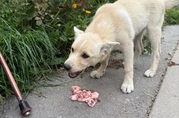 Найдена собака, , фото: Найдена собака, ул. Сельских Строителей, 2