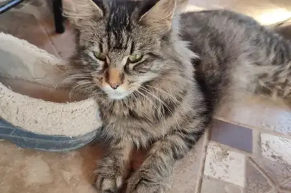 Найдена кошка, Московская область, фото: Кошка найдена: 29, МО