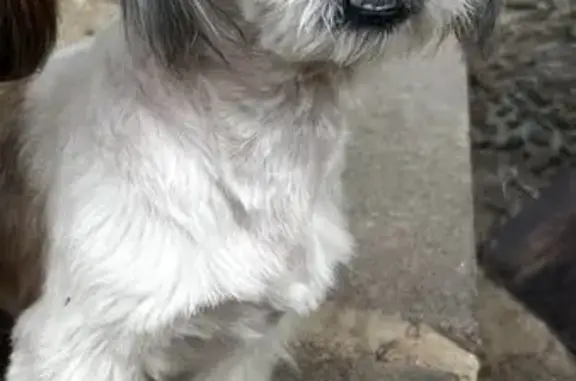 Пропала собака, 15-я ул. Строителей, Украинка