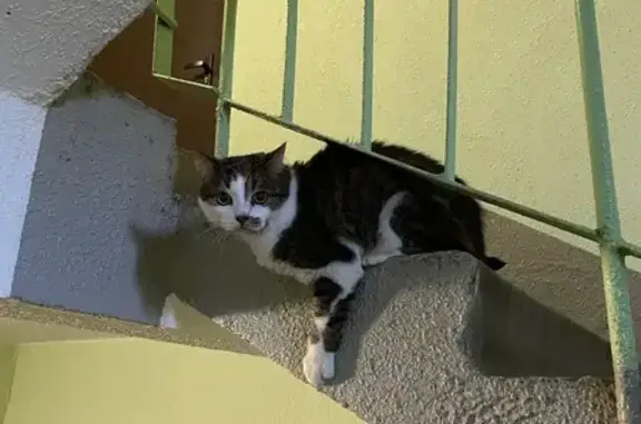 Найдена кошка, Коломна, фото: Кошка найдена: ул. Фрунзе, 56, Коломна